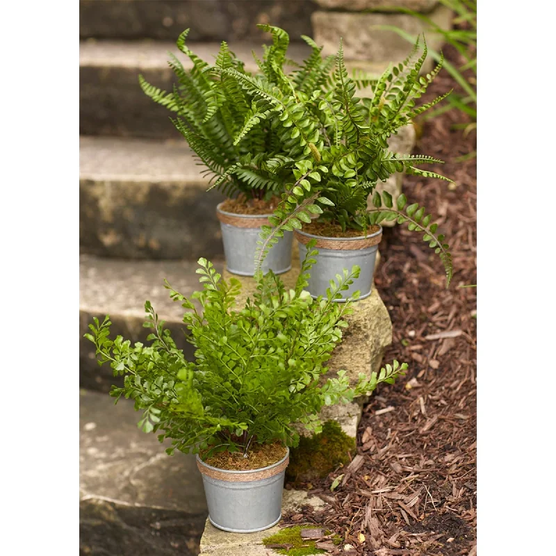 Assorted Fern Plant in Tin Pot with Jute Accent, Set of 3