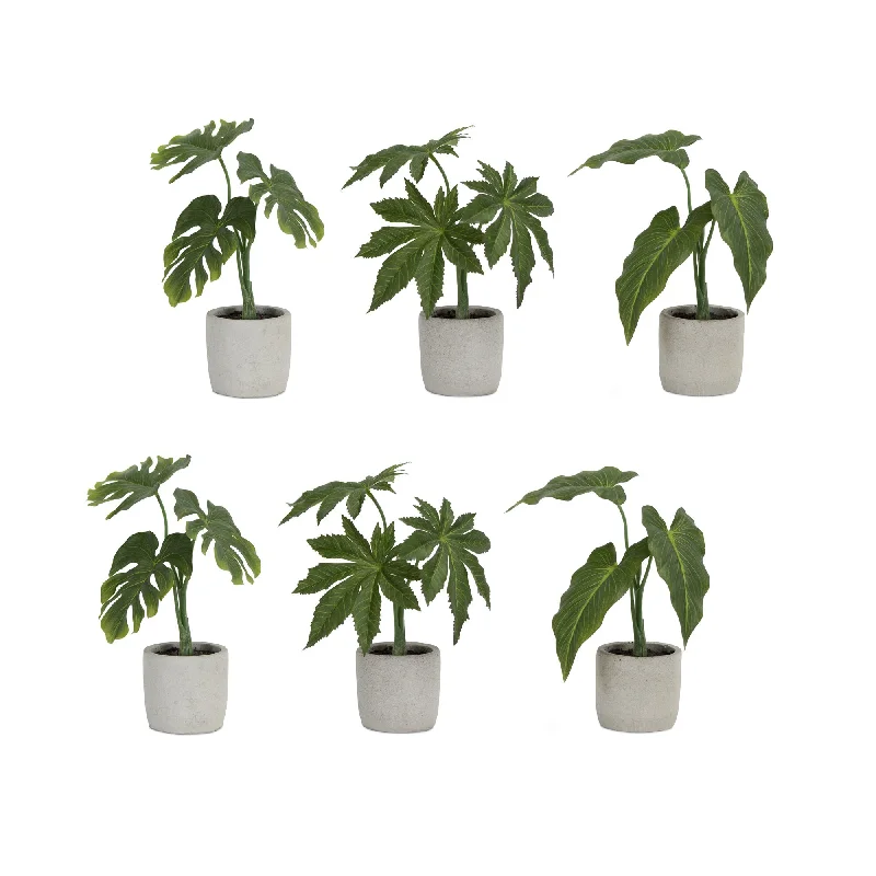 Assorted Foliage Plant in Grey Pot, Set of 6