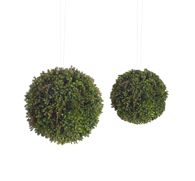 Boxwood Sedum Orbs, Set of 8